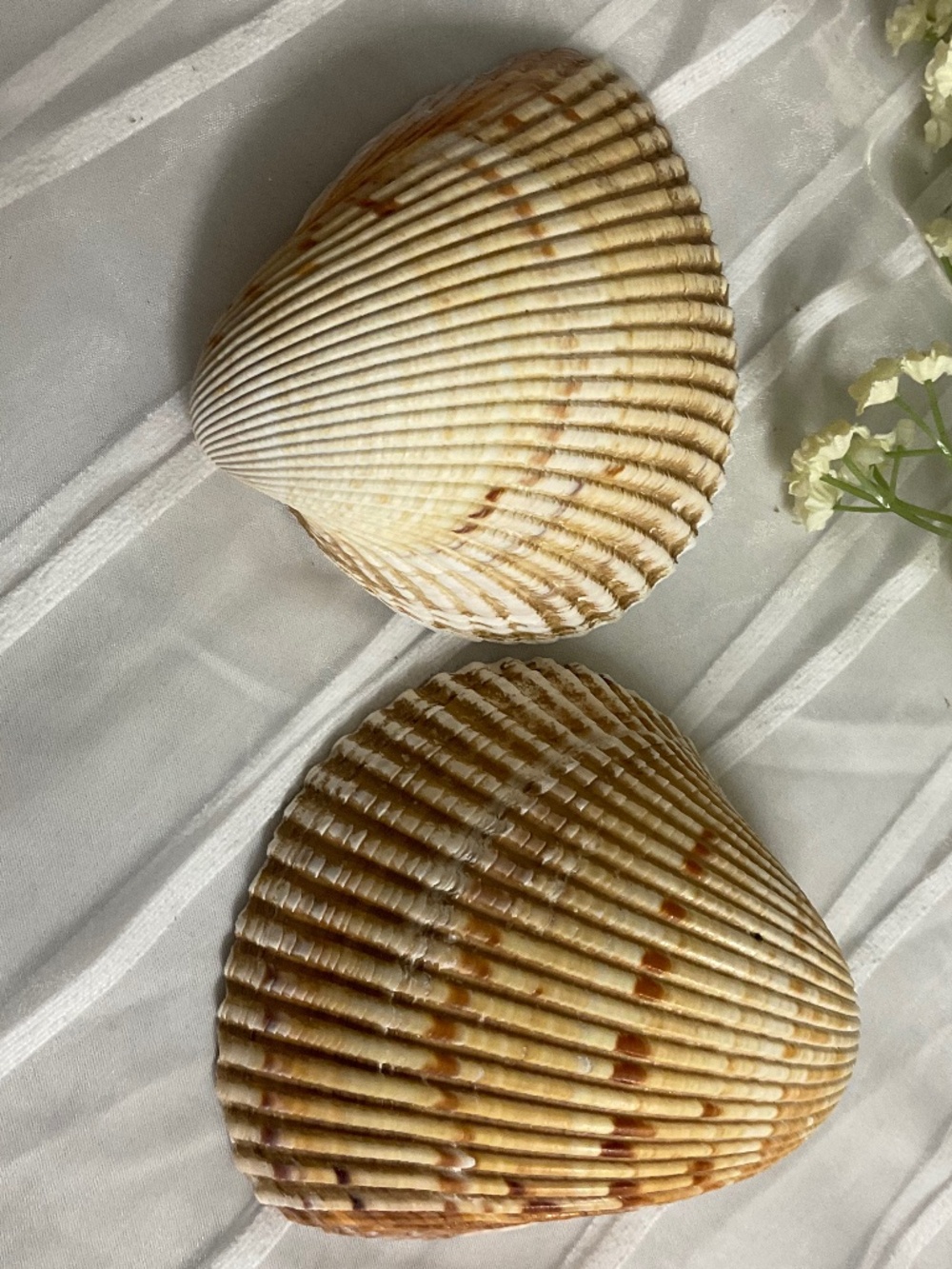 2 Craft Decor Beach Collector Giant Cockle Shell Atlantic Ocean Large 8" x 7.12"